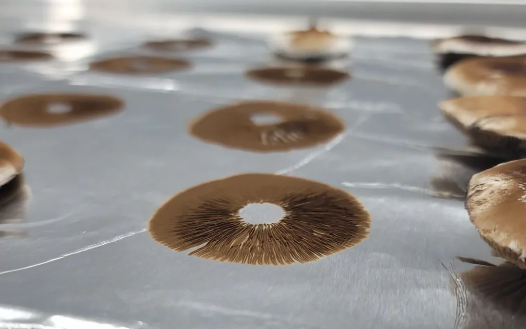 Understanding Legal Mushroom Spores in the U.S.: State Laws & Safe Shopping