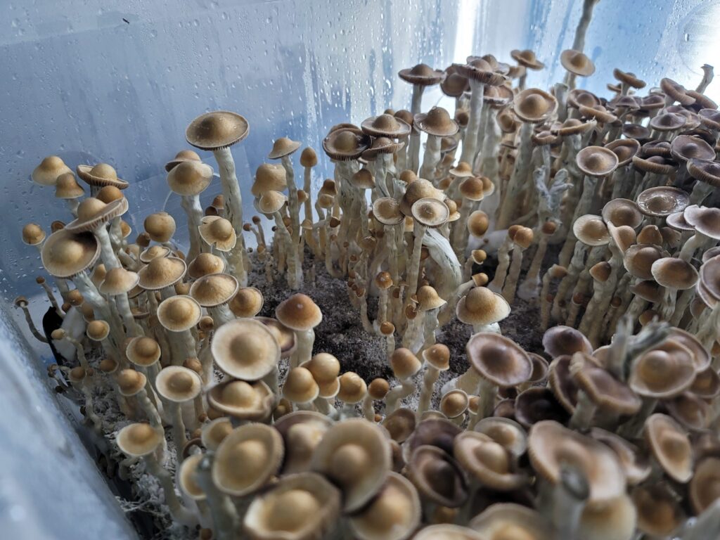 mushroom strain history of Arenal Volcano