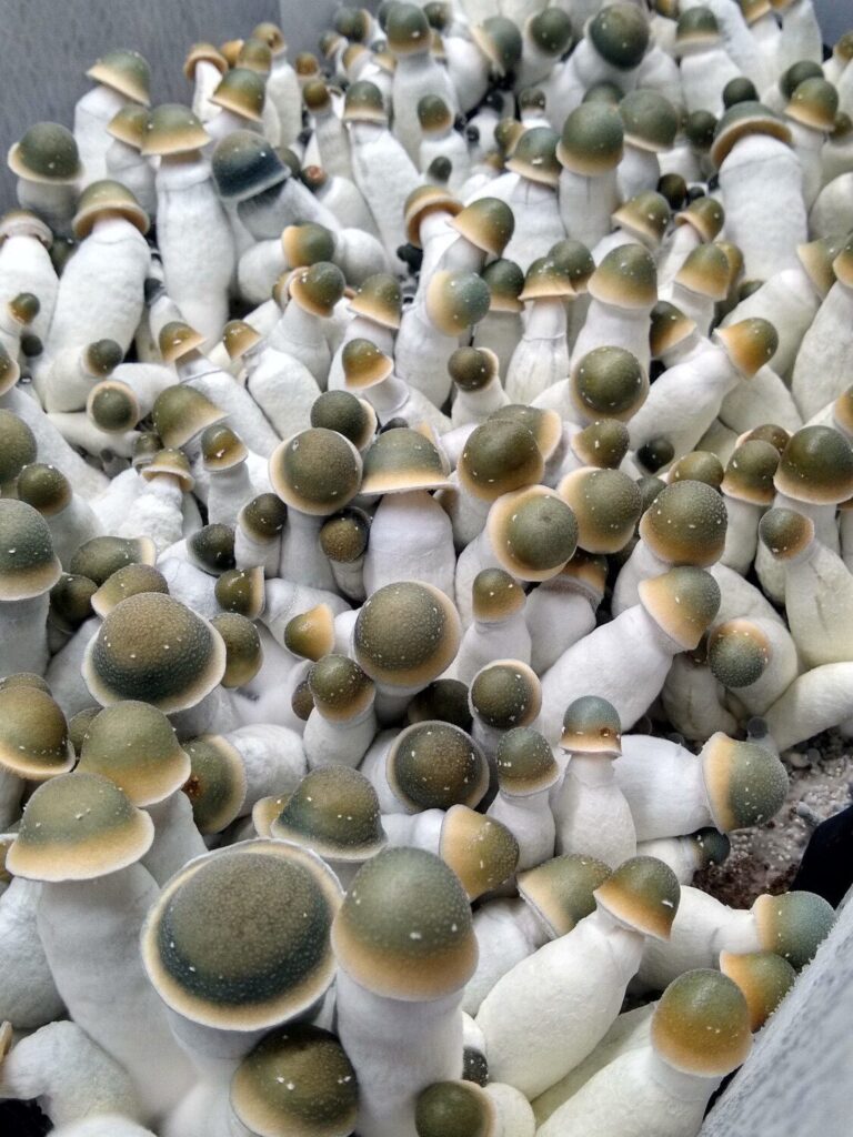 mushroom strain history Penis Envy Uncut