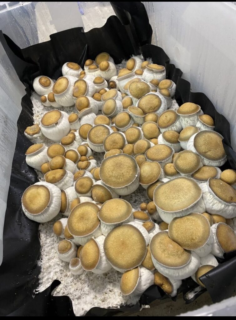 mushroom strain history squat mac