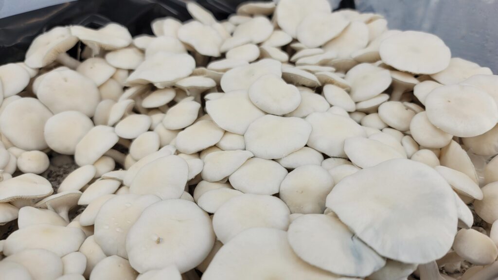 mushroom strain history Albino Burma