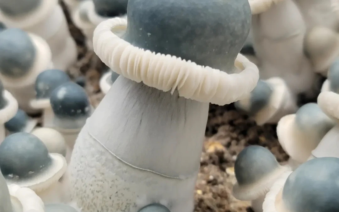 From Spores to Legends: A Deep Dive Into Mushroom Strain History