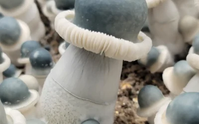 From Spores to Legends: A Deep Dive Into Mushroom Strain History