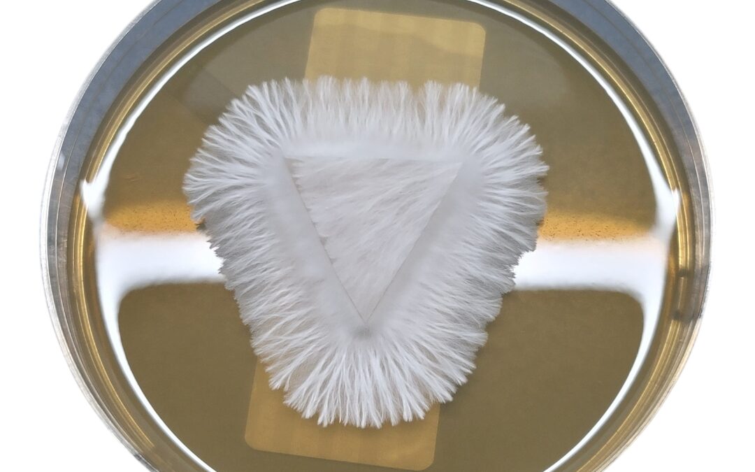 How to Use a Spore Syringe for Microscopy: A Beginner’s Walkthrough