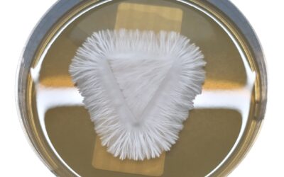 How to Use a Spore Syringe for Microscopy: A Beginner’s Walkthrough