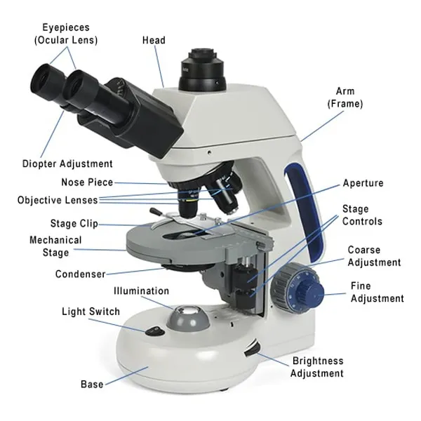 Compound Microscope labeled with parts for learning about microscopy and viewing organic matter with a compound microscope.