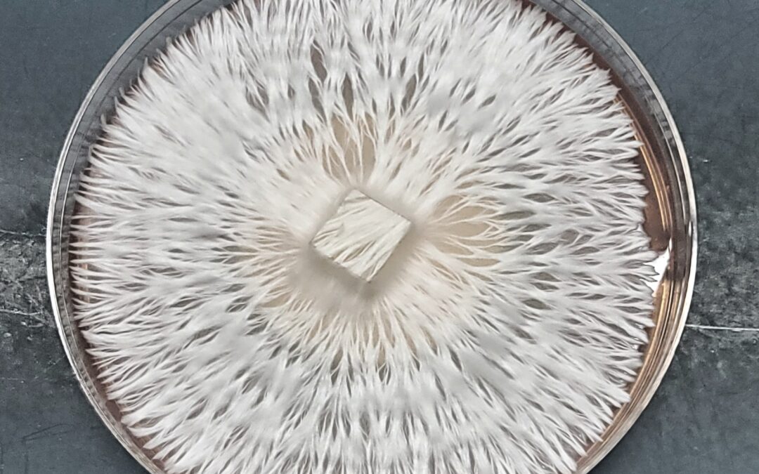 Microscopy Spores 101: A Beginner’s Guide to Observing Fungi Up Close