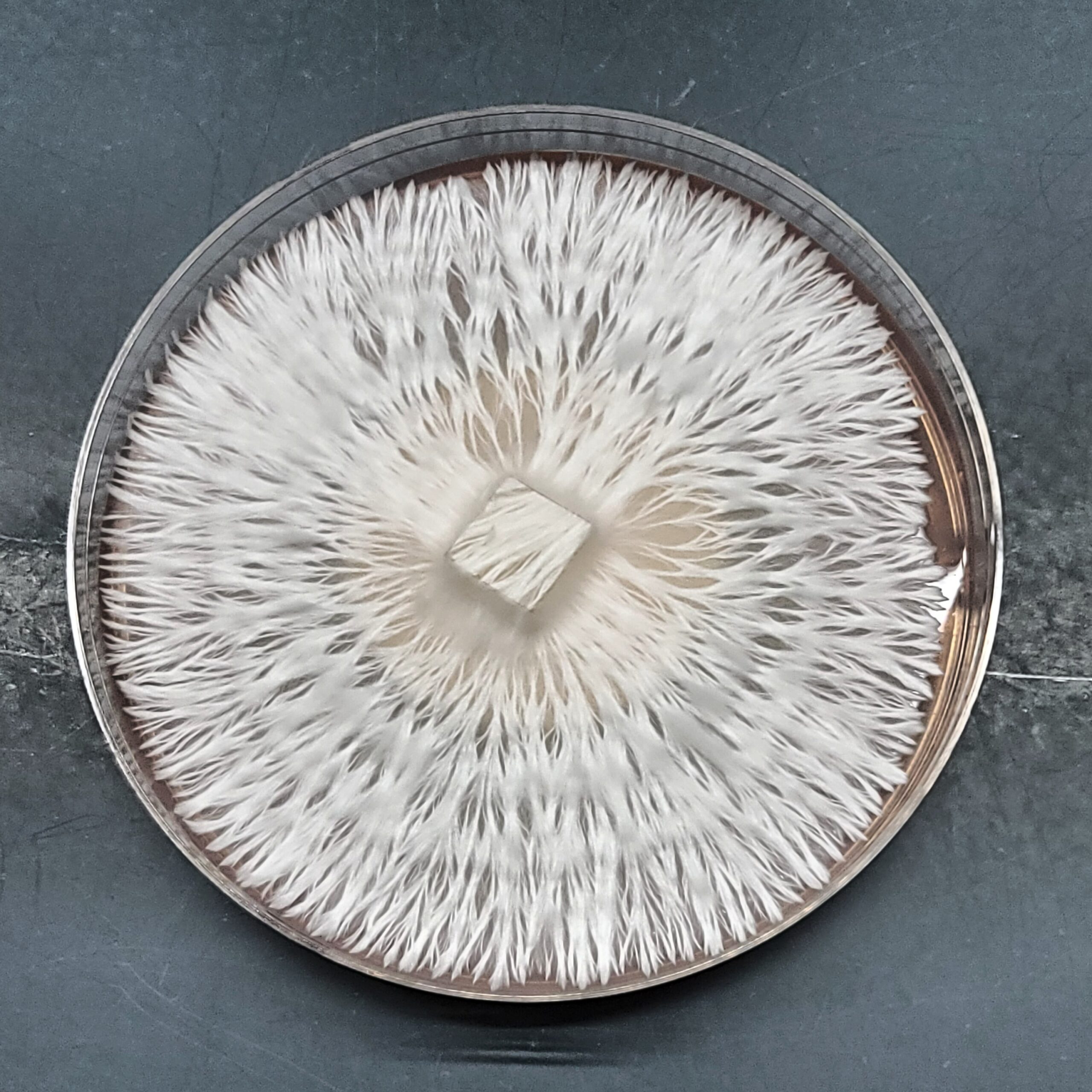 microscopy spores