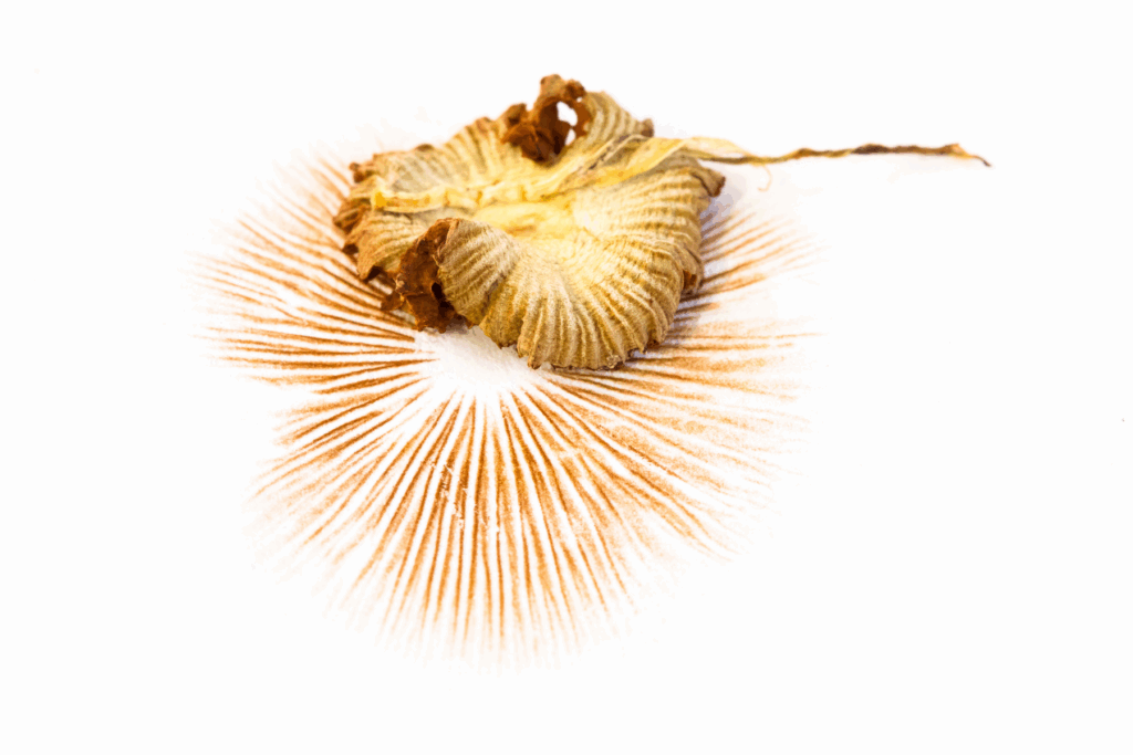 microscopy spores