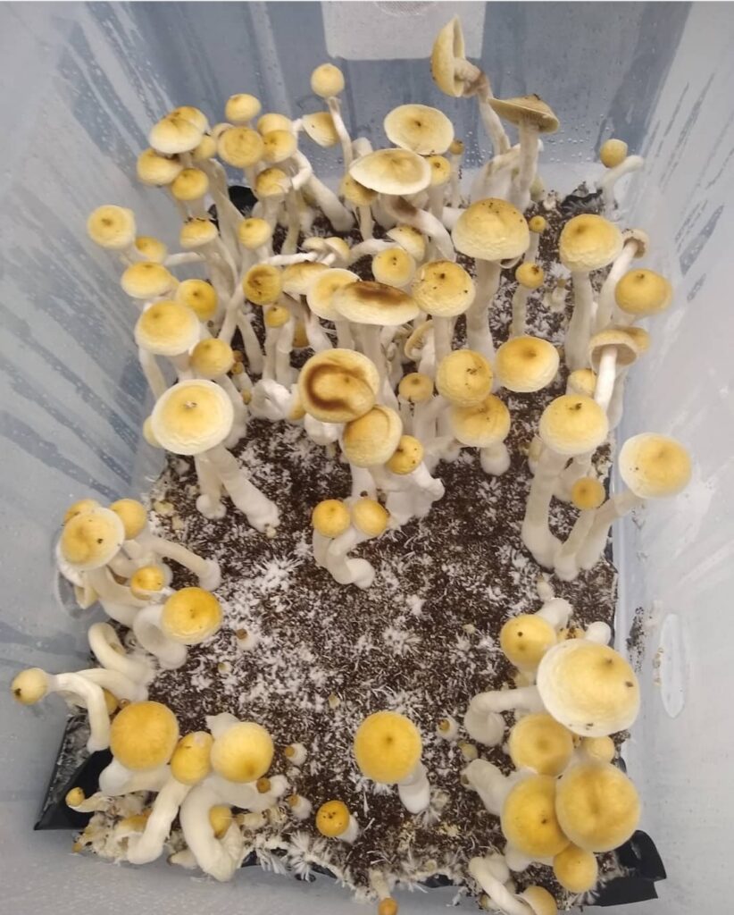 rare spores