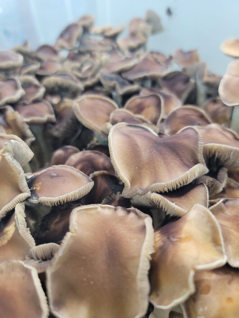 rare spores