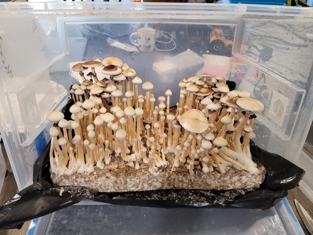 rare spores