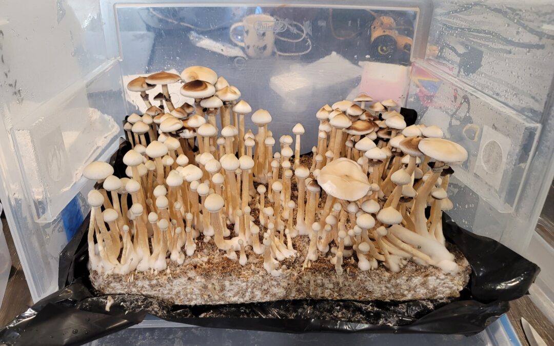 Rare Spores: Uncovering the Lore of Golden Halo, Tosohatchee, and Rusty White