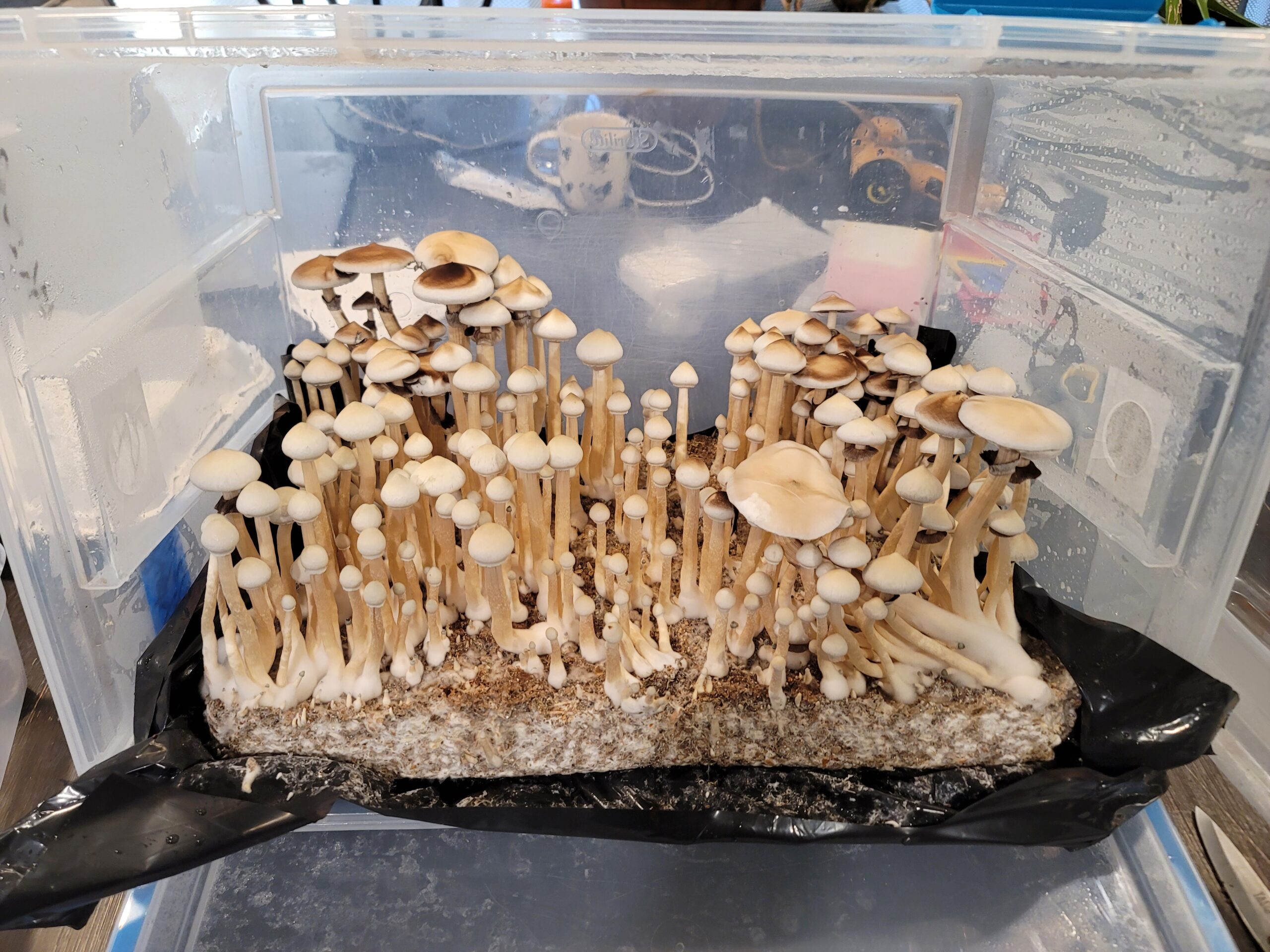 rare spores