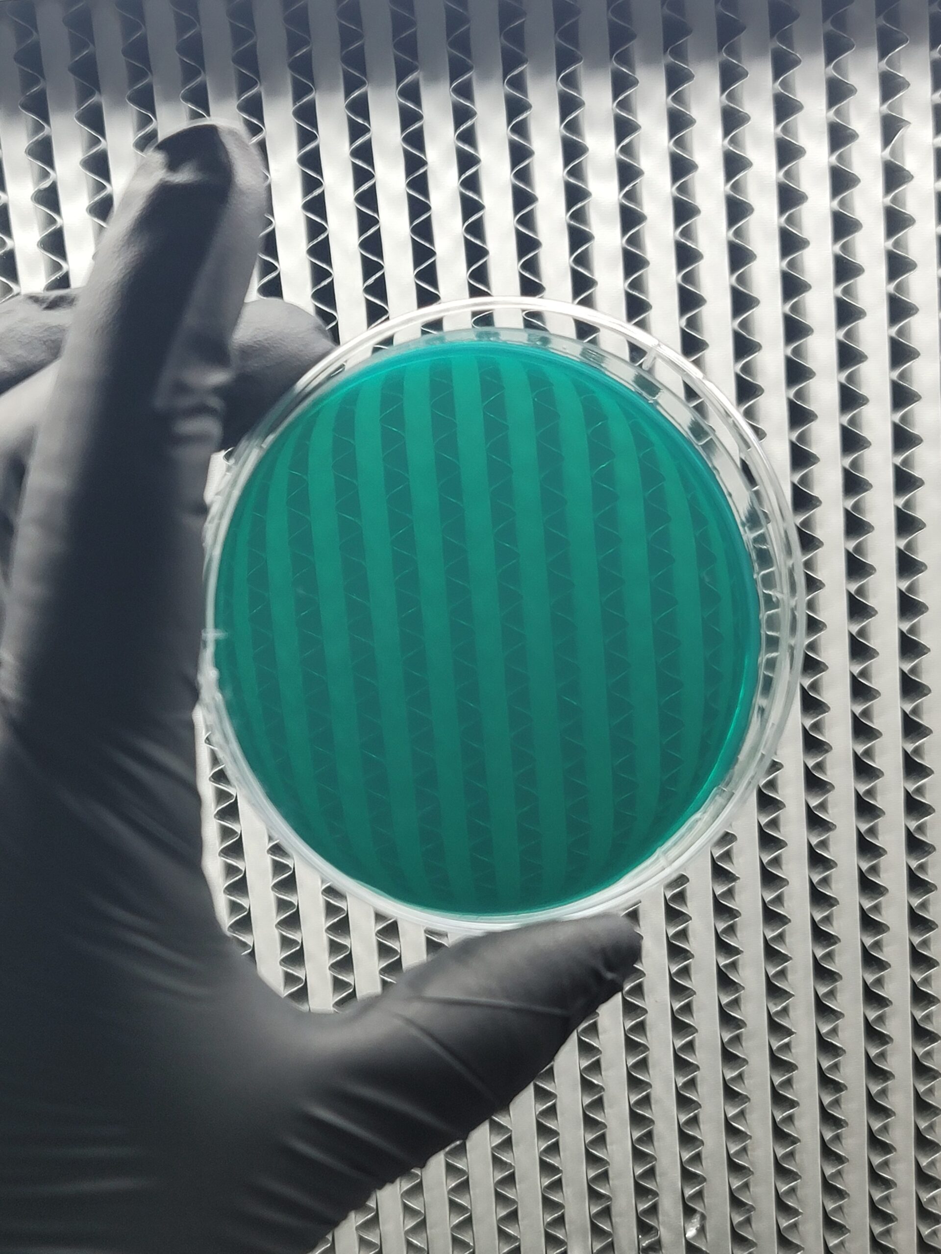 Your Guide to Mushroom Spores Online: Choosing Between Syringes, Prints, and Swabs