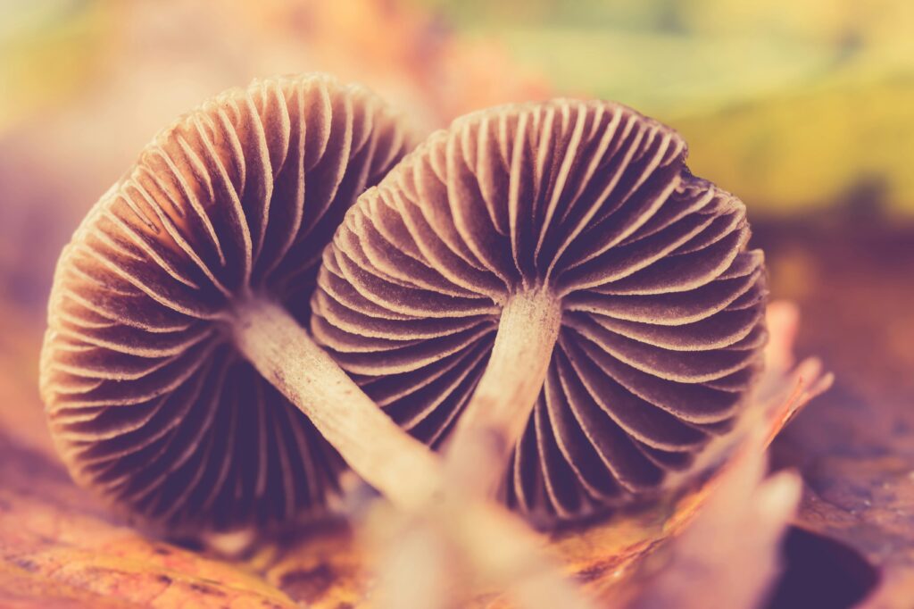 mushroom spores online