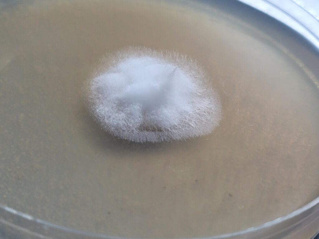 mushroom spores online