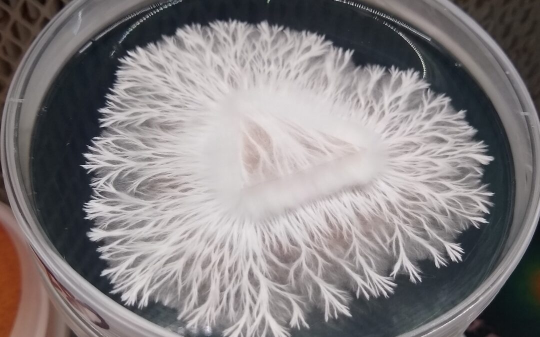 The Ultimate Mushroom Spore Storage Guide for Collectors and Researchers