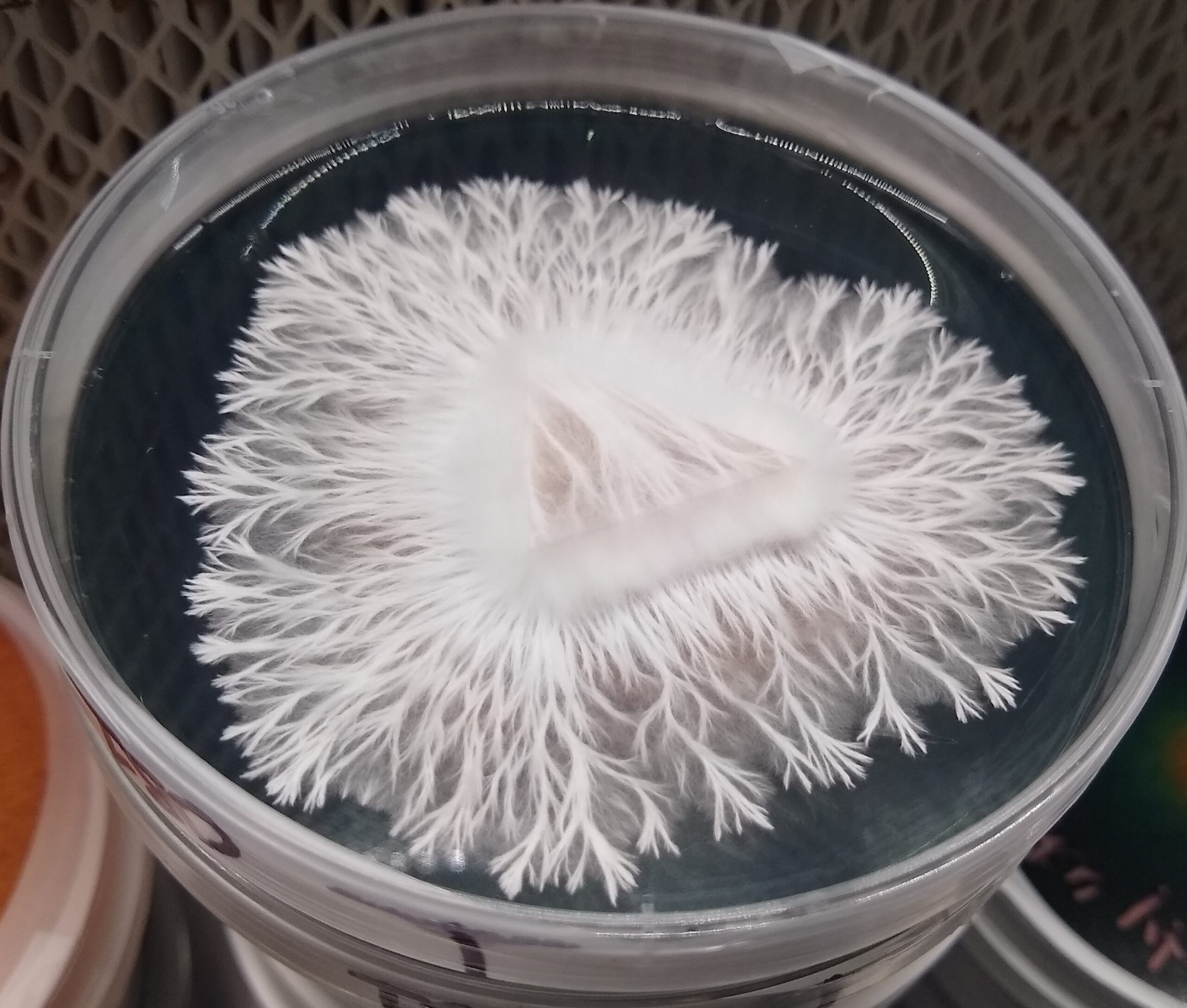 mushroom spore storage