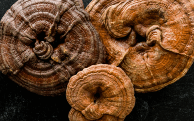 Reishi Mushroom Benefits: What Science, Tradition, and Foraging Tell Us