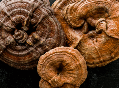 Reishi Mushroom Benefits: What Science, Tradition, and Foraging Tell Us