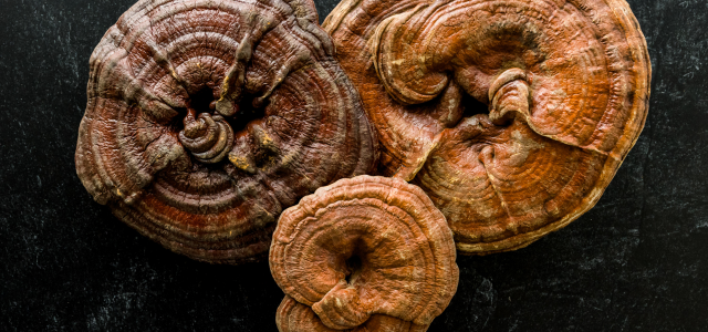 Reishi Mushroom Benefits: What Science, Tradition, and Foraging Tell Us