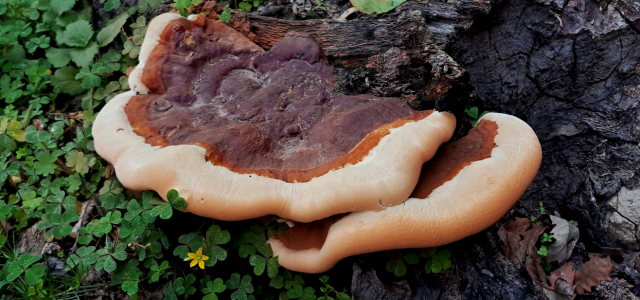 reishi mushroom benefits