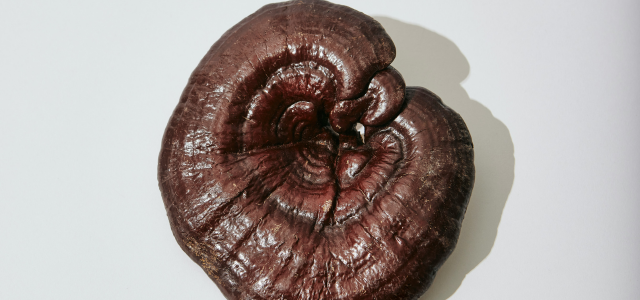 reishi mushroom benefits