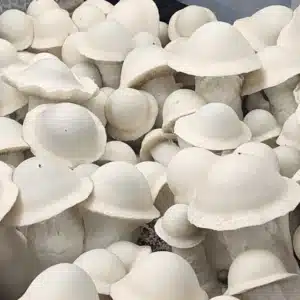 Albino Penis Envy from the Vault. Isolated Spore Syringe Albino Penis Envy Isolated Spore Syringe