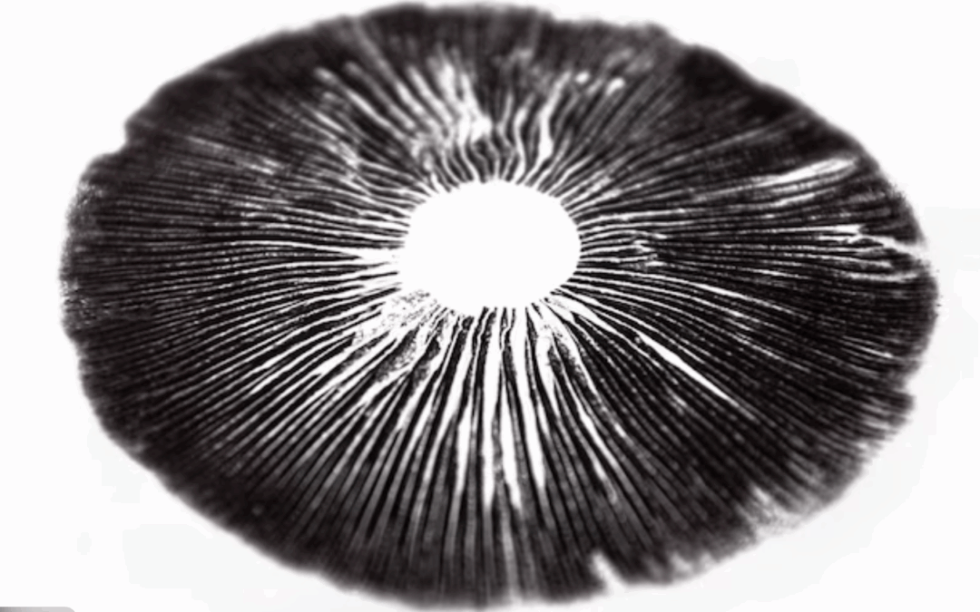 Inside the Genetic Vault: Discover Our Genetic Mushroom Spores Collection