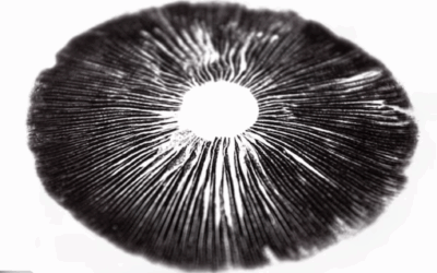 Inside the Genetic Vault: Discover Our Genetic Mushroom Spores Collection