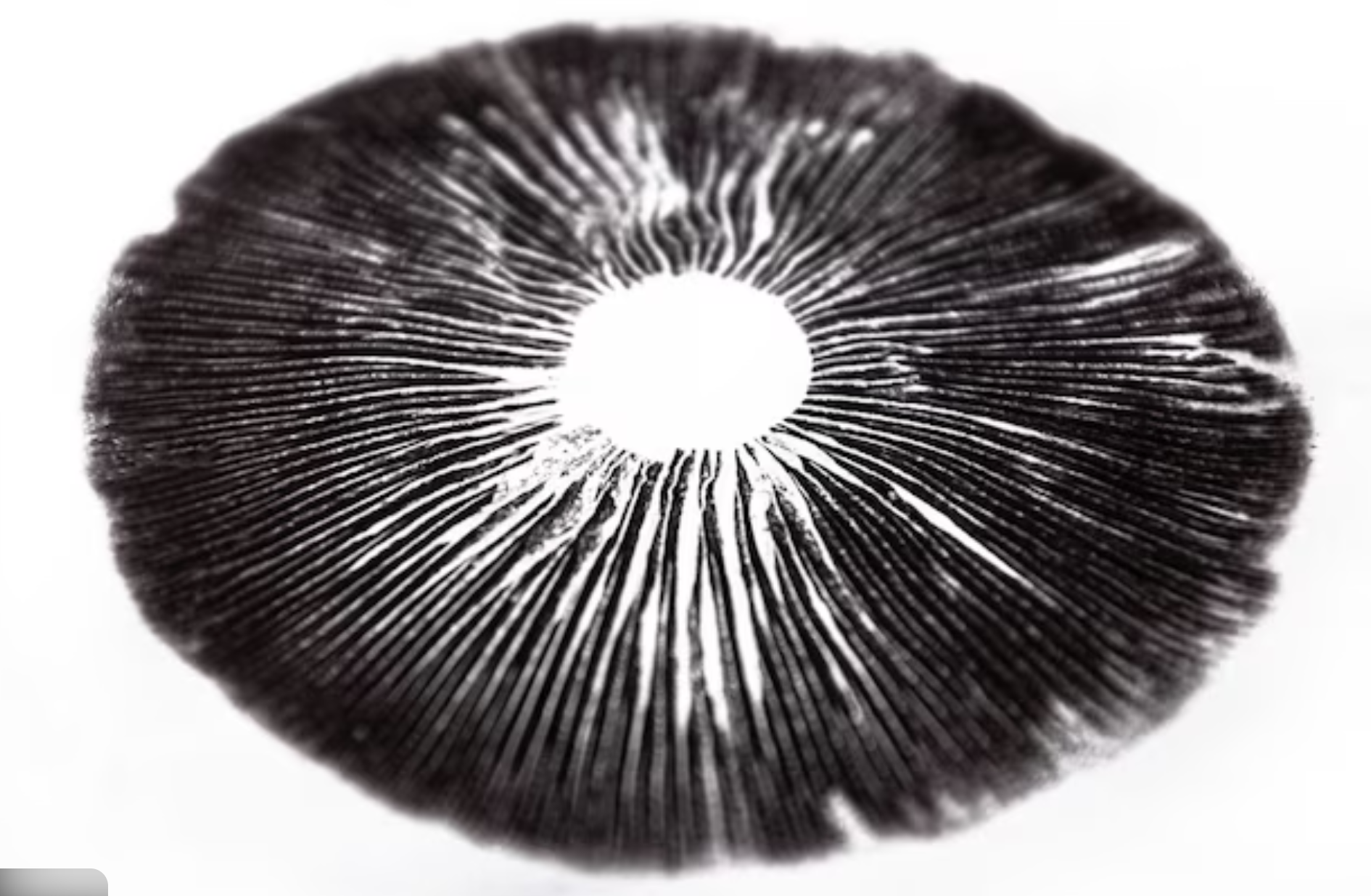 genetic mushroom spores