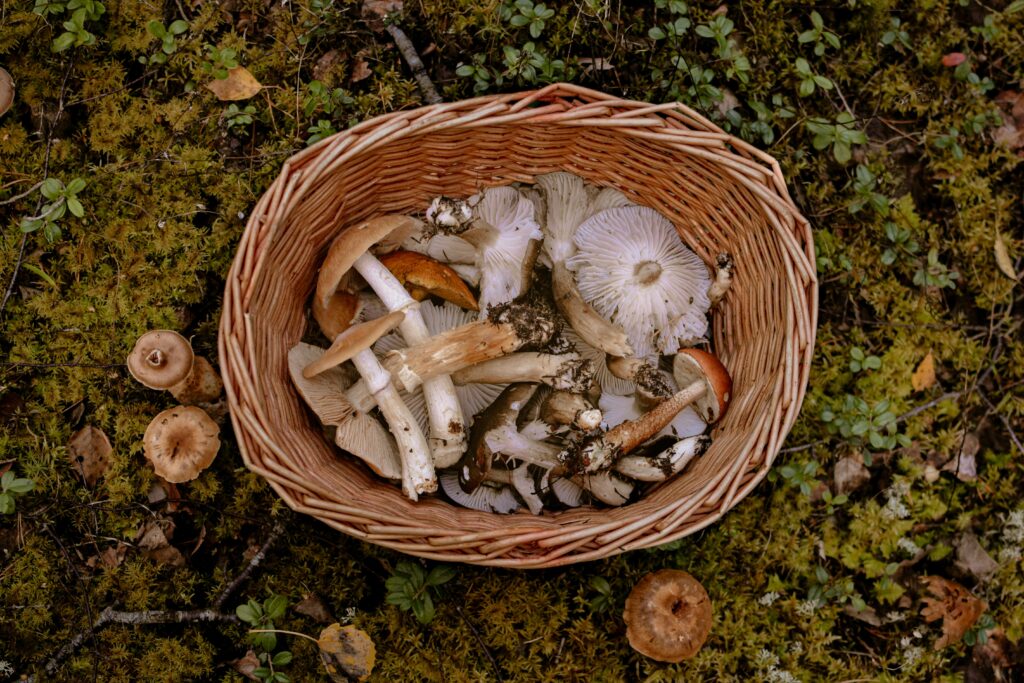 genetic-mushroom-spores