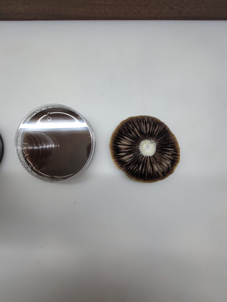 genetic mushroom spores