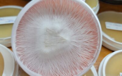 How to Store Mushroom Spores During Summer: Heat, Humidity, and Protection Tips