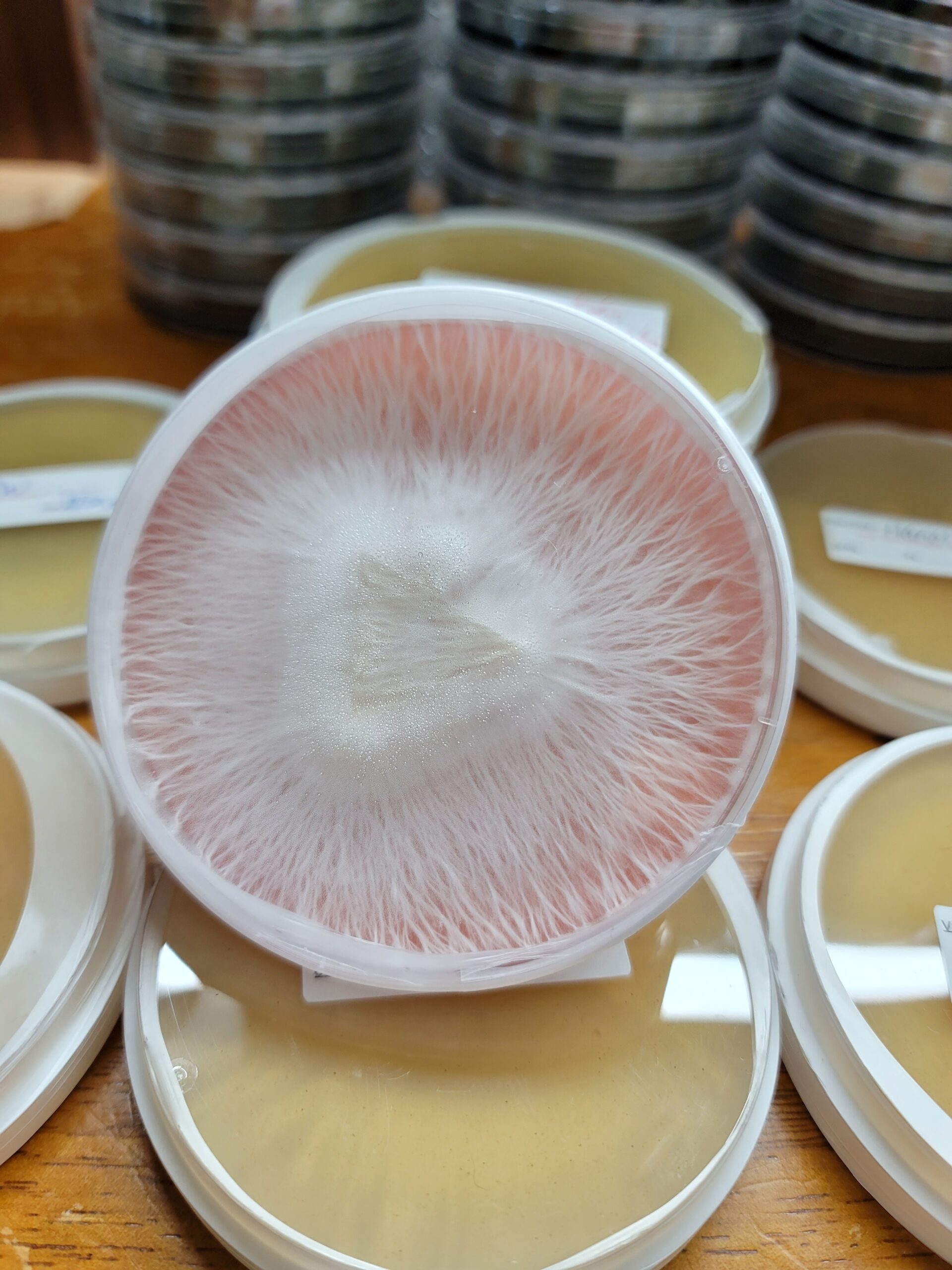 how to store spores