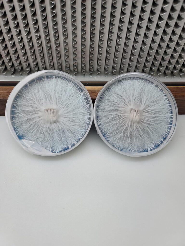 how-to-store-mushroom-spores