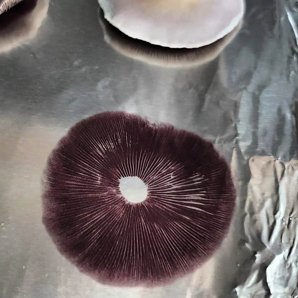 Mushroom Purple Spore print on foil. Spore prints on foil happen when mushroom caps are allowed to deposit spore into print patterns. how-to-store-mushroom-spores