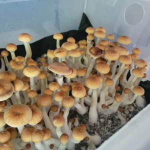 Hanoi hailing from Vietnam this unique almost wild variety is less domesticated than most. Offering a wide variety of potential for unique genetic finds and adventure.