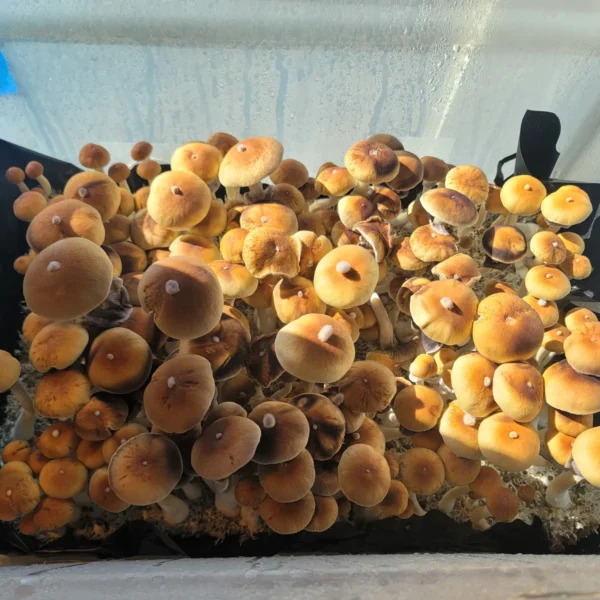 Hanoi is a wild Vietnamese cubensis with classic looks and traits.