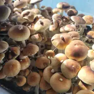 Hanoi is a wild Vietnamese cubensis with classic looks and fresh wild diversity