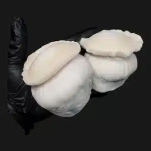 Albino Bluey Vuitton mushroom, distinctive for its fat body form and snow-white coloration.