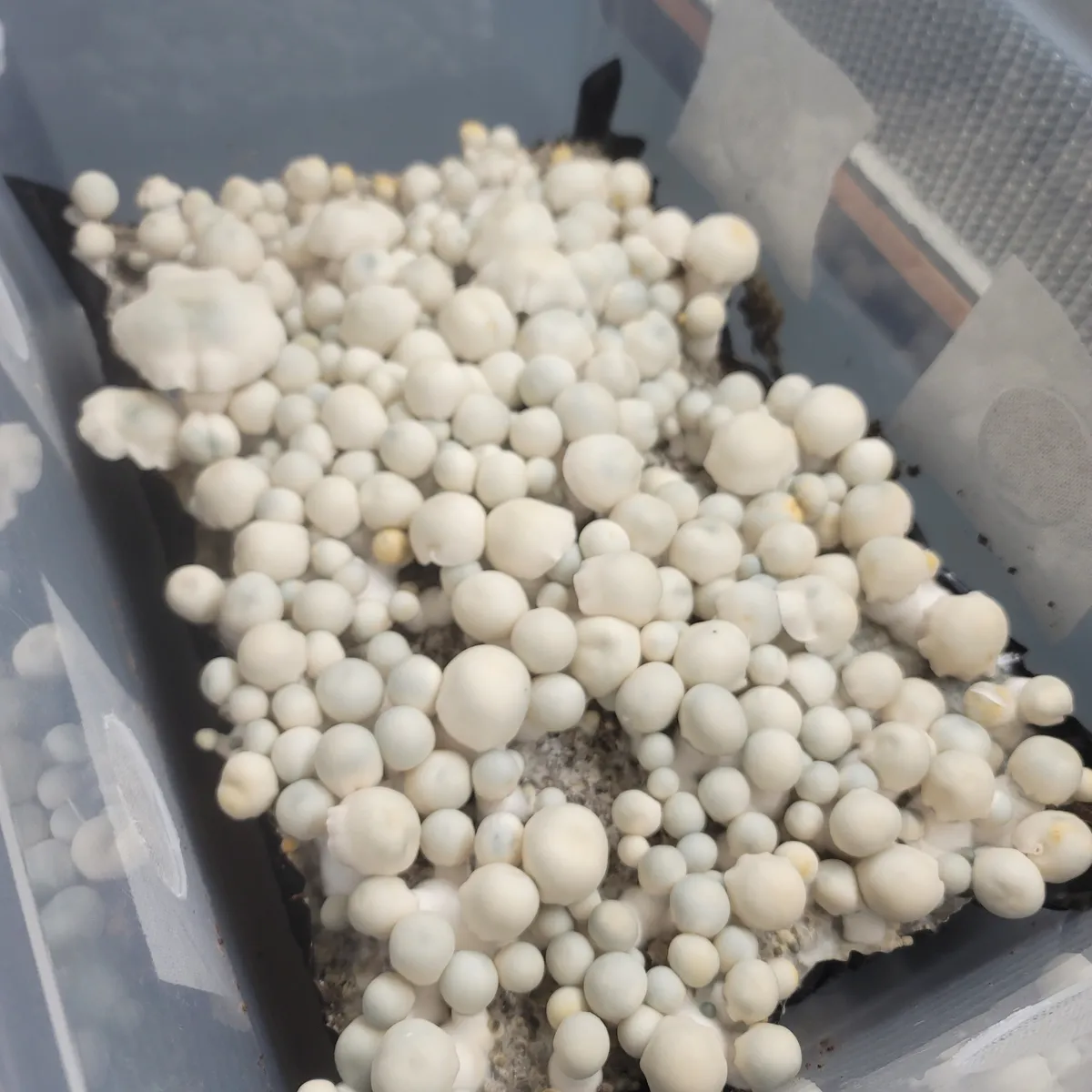 Albino Bluey Vuitton Psilocybe cubensis cluster with smooth white caps.