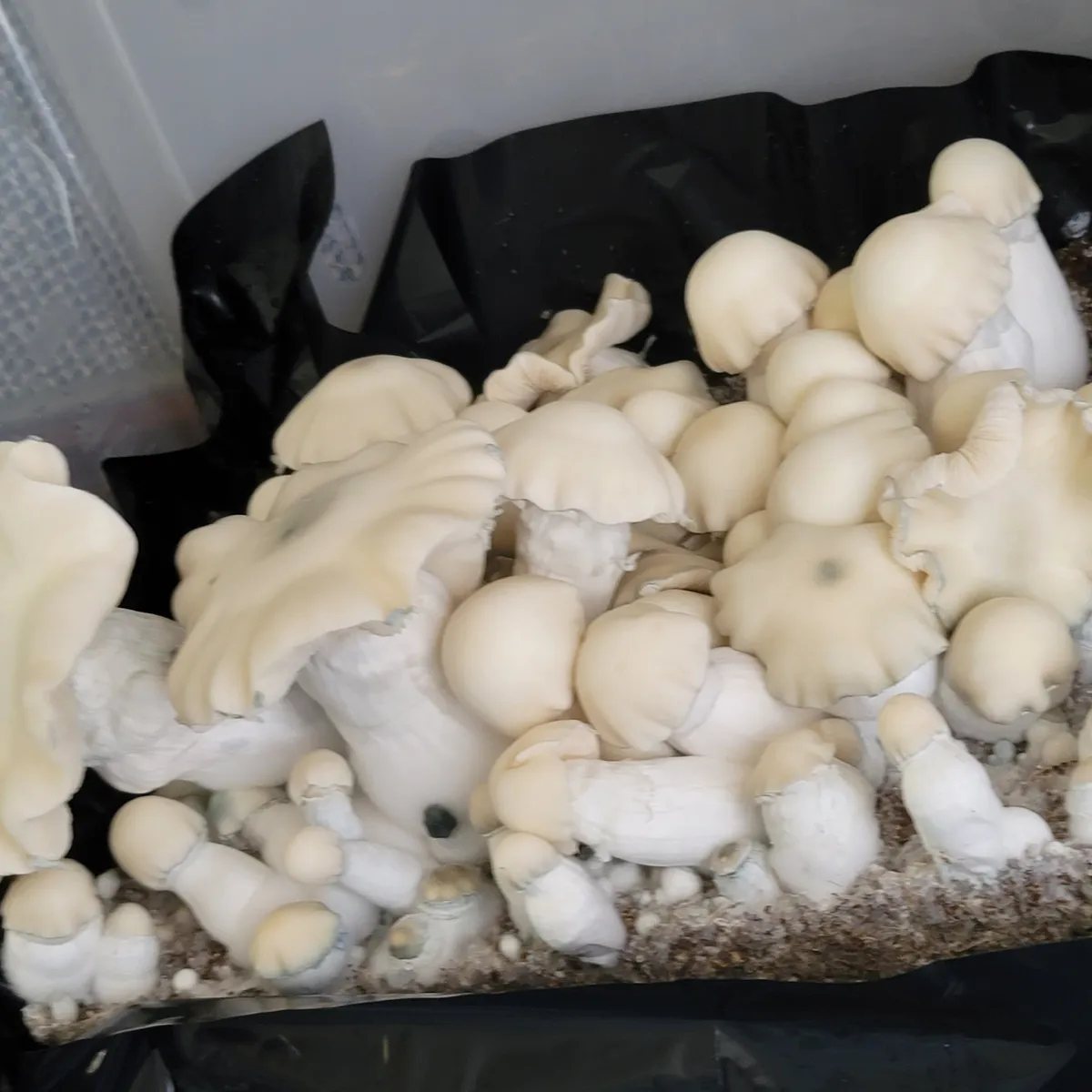 Close-up of Albino Bluey Vuitton mushroom fruits showing pure white coloration.