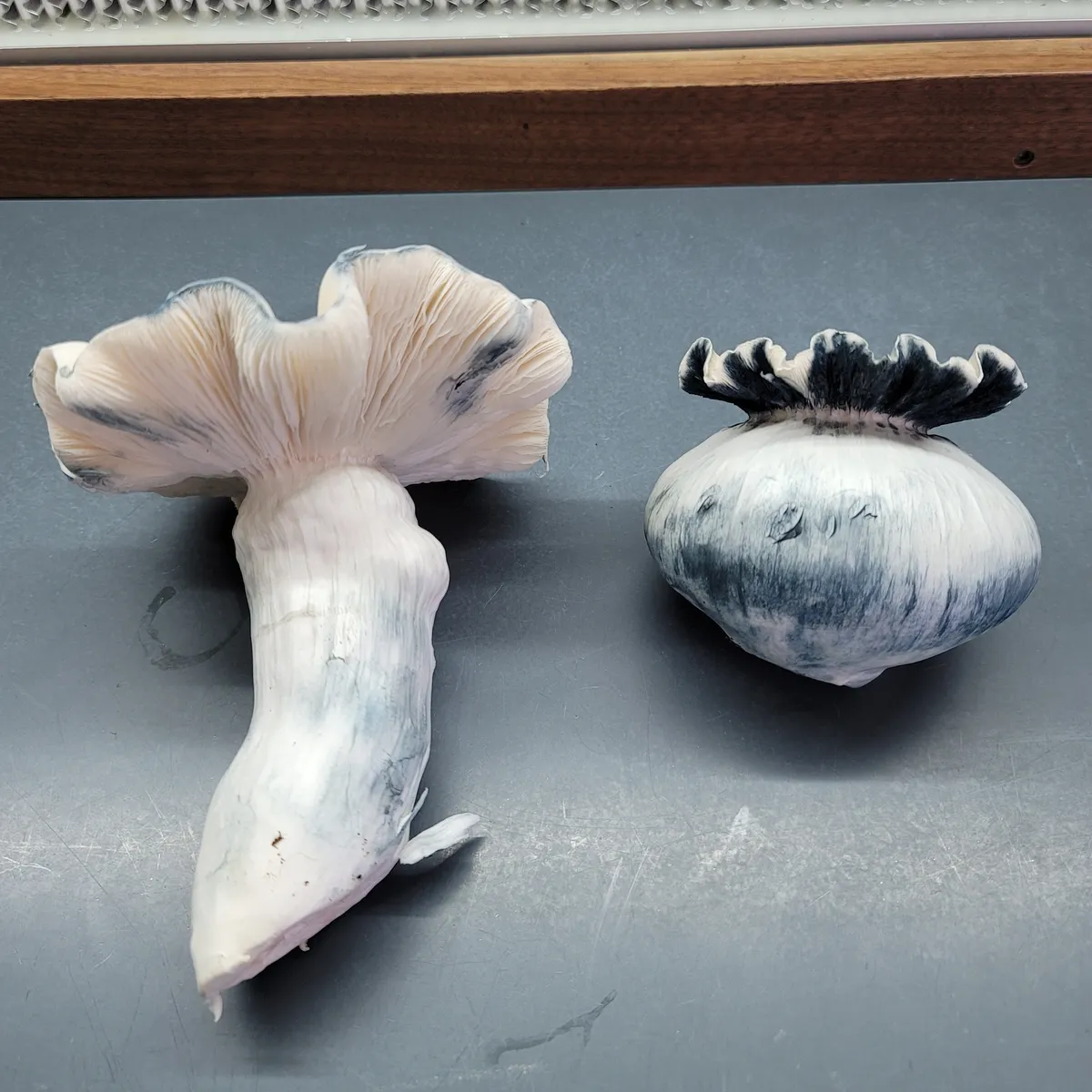 F2 Albino Bluey Vuitton results. two very different distinct traits.