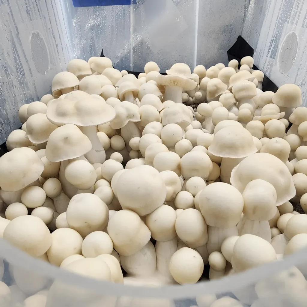 Albino Bluey Vuitton flush with several medium-sized albino mushrooms.