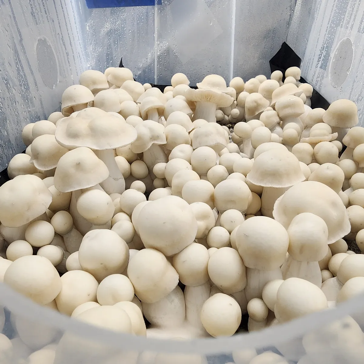 Albino Bluey Vuitton flush with several medium-sized albino mushrooms.
