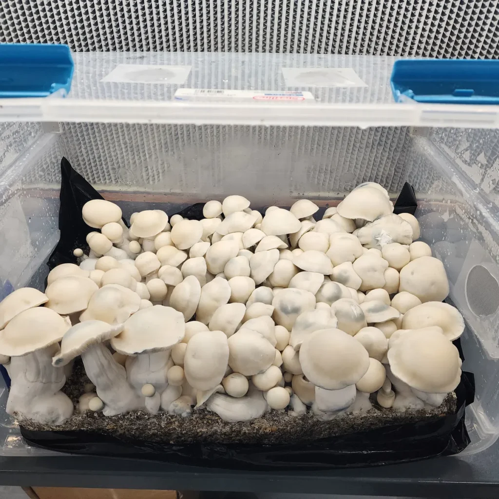 Detailed view of tall Albino Bluey Vuitton fruiting body with thick stem.