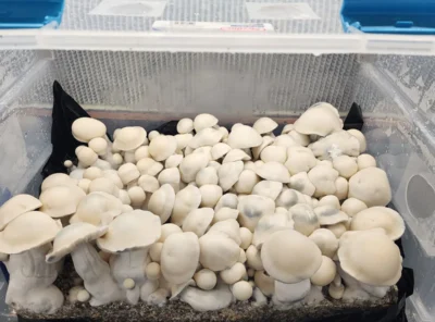 The Best Mushroom Spores for Research: Why Genetic Matters More Than You Think