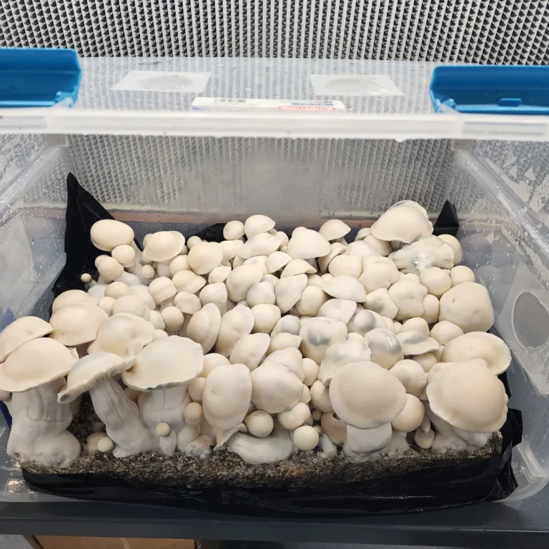 Detailed view of tall Albino Bluey Vuitton fruiting body with thick stem.